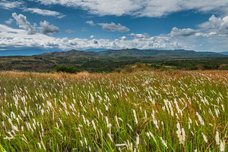 Grasses and mountains at Bwindi Forest National Park in Uganda