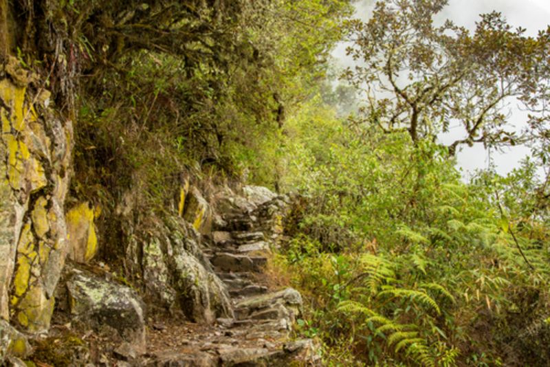 Difficult forest section of Inca Trail, historic steps and contour path 