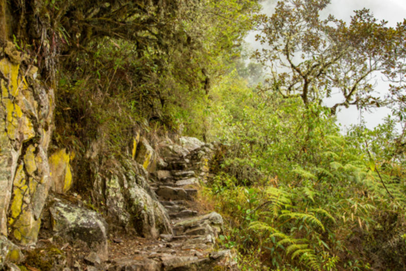 Difficult forest section of Inca Trail, historic steps and contour path