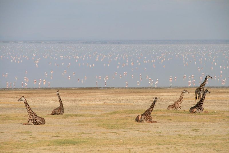 giraffes and flamingoes