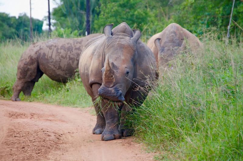 White rhinos eating grass, Big Five