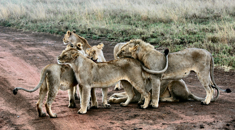 Lions in Serengeti NP, Tanzania