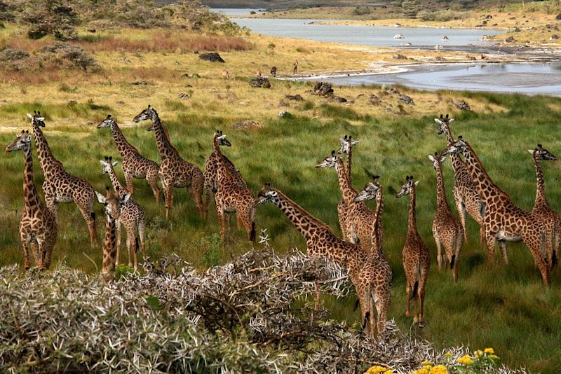 A herd of giraffes in Arusha National Park