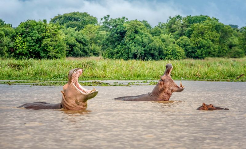 Hippos in the waters of Murchison Falls, Uganda