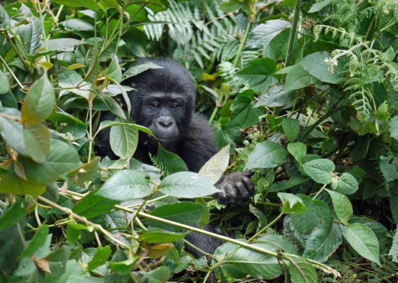 A seated mountain gorilla among the leaves
