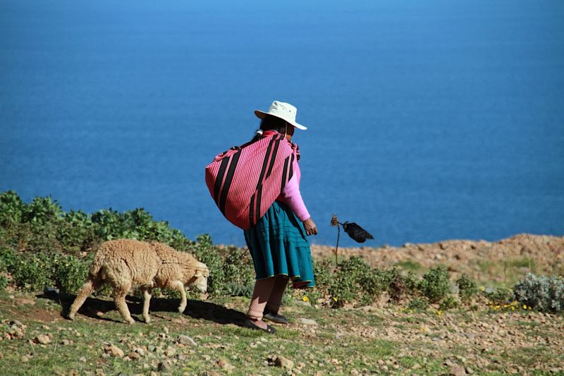 Lake Titicaca sheep and woman, Peru