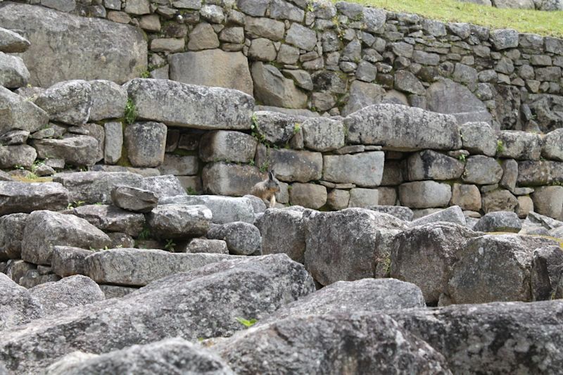 Chinchilla among stone ruins of Machu Picchui