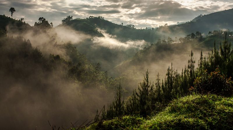 Bwindi in mist