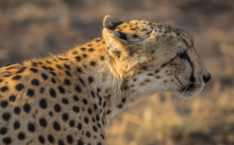 A cheetah in Serengeti National Park