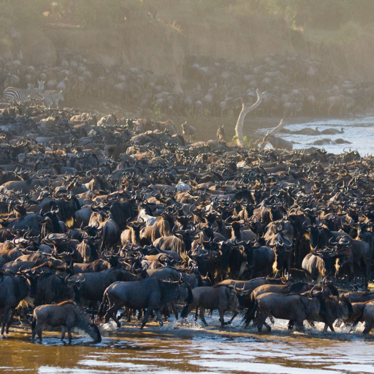 Ours. Enormous wildebeests herd crossing Mara River in Kenya and Tanzania, safari, Great Migration 