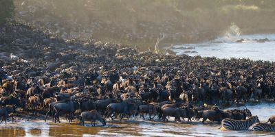 Ours. Enormous wildebeests herd crossing Mara River in Kenya and Tanzania, safari, Great Migration 