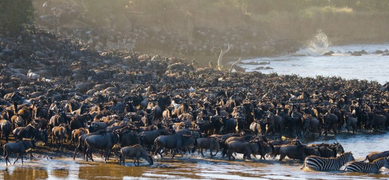 Ours. Enormous wildebeests herd crossing Mara River in Kenya and Tanzania, safari, Great Migration 