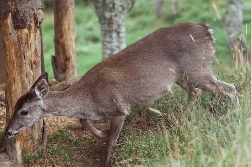 Taruca, or Andean deer, Inca Trail, Peru 