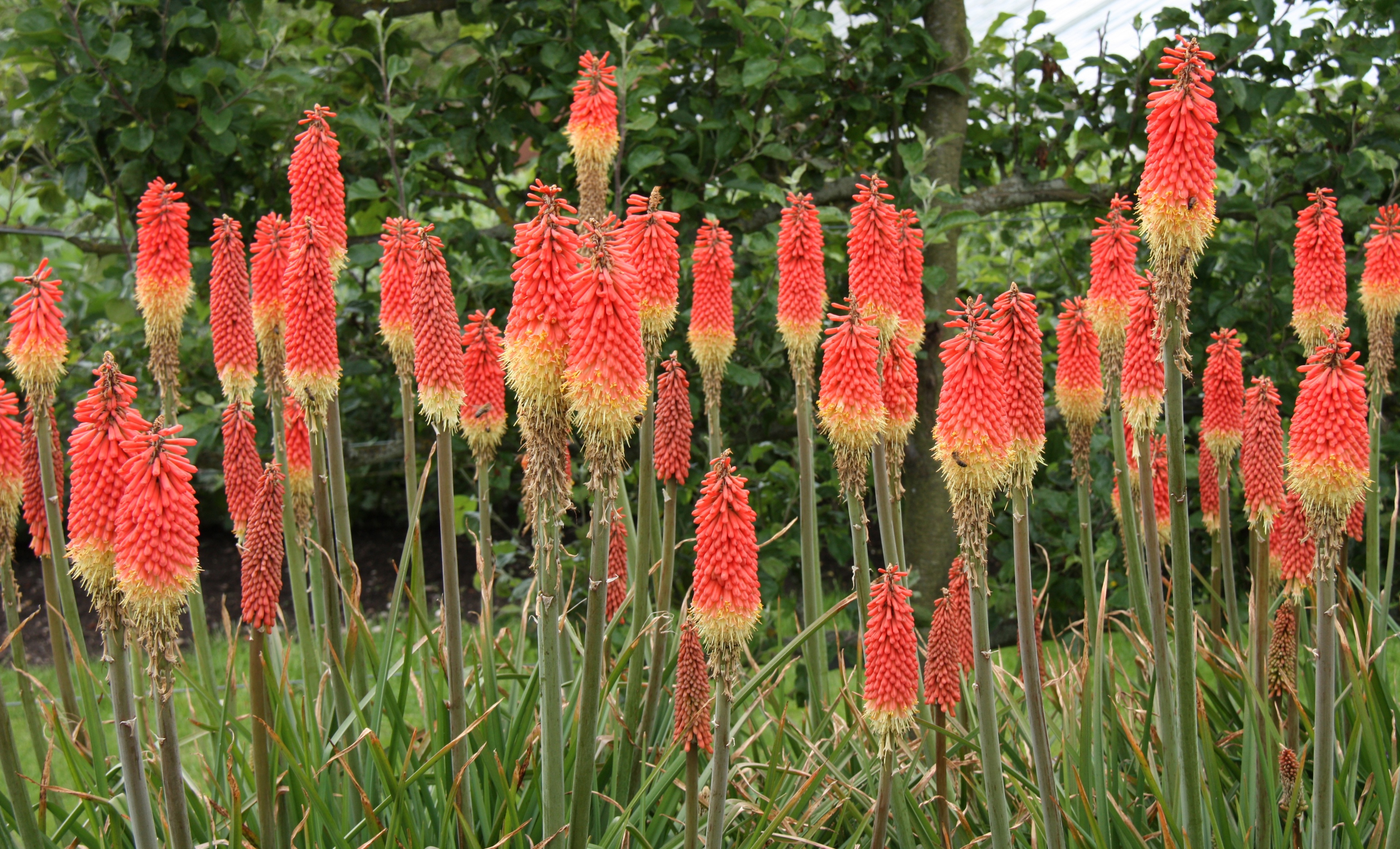 Red hot poker flowers (Kniphofia) growing on Kilimanjaro’s slopes, standing out against the rugged alpine terrain.