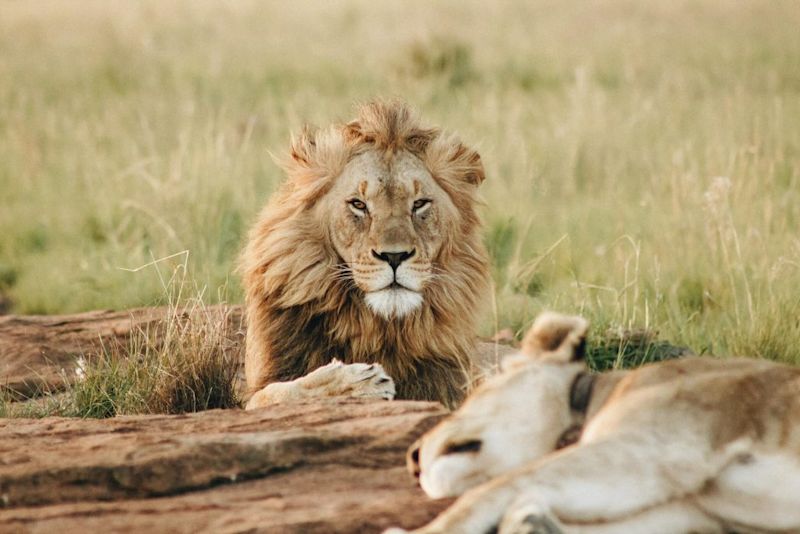 Adult male lion looking at camera