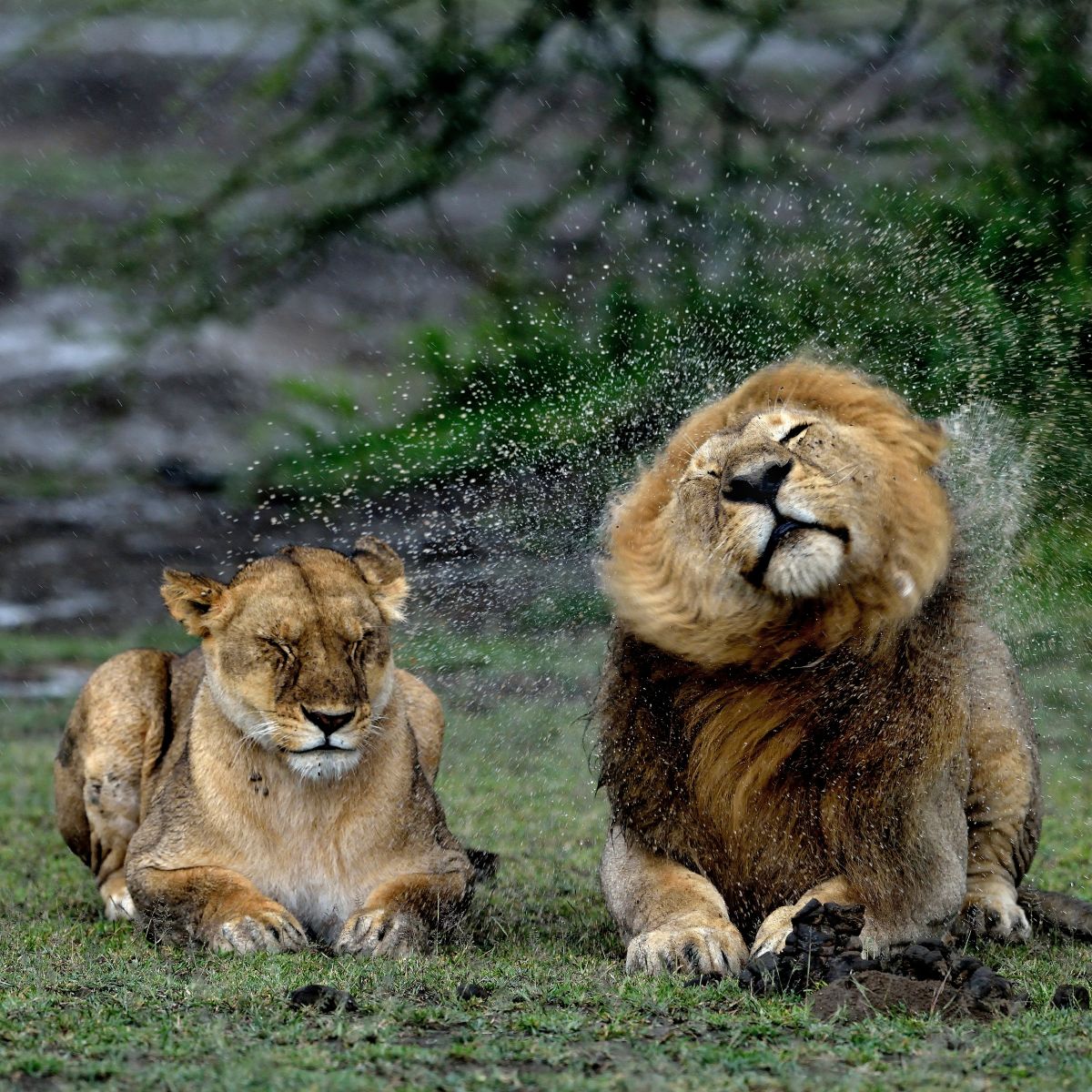 Lion and lionness