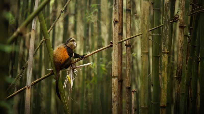 Golden monkey in bamboo forest in Virunga mountains
