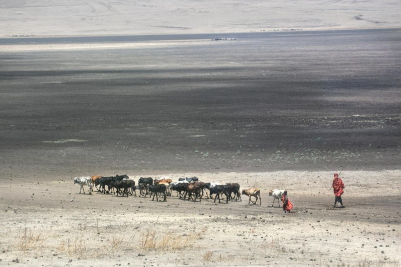 Maasai cattle herder in Serengeti
