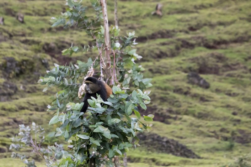 Endangered golden monkey sitting in eucalyptus tree in Virunga forest of Volcanoes National Park, Rwanda