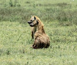 two hyenas sitting in lush grass looking off to the left of the frame