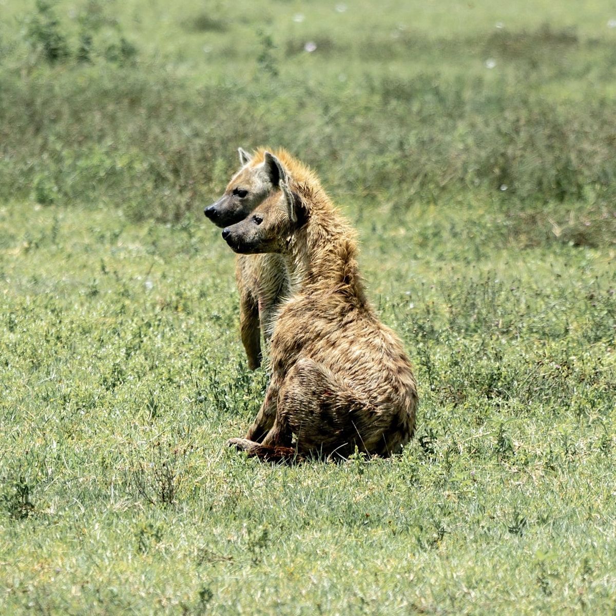 two hyenas sitting in lush grass looking off to the left of the frame