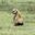 two hyenas sitting in lush grass looking off to the left of the frame