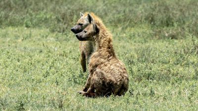 two hyenas sitting in lush grass looking off to the left of the frame
