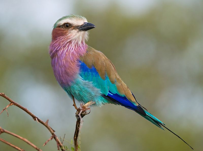 lilac-breasted-roller-Tanzania2-1024x761.jpg