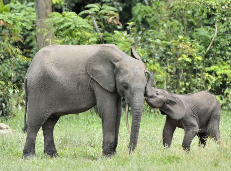 Mother and calf African forest elephants