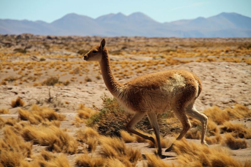 Chile Atacama Desert guanaco