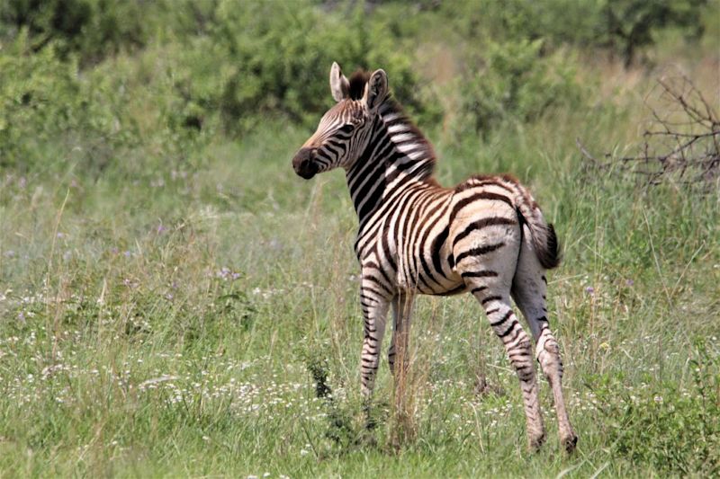 Zebra foal