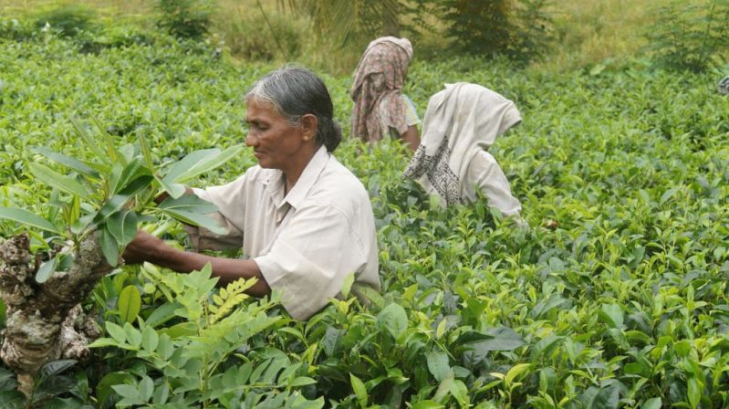 Sri Lankan women harvesting tea fields