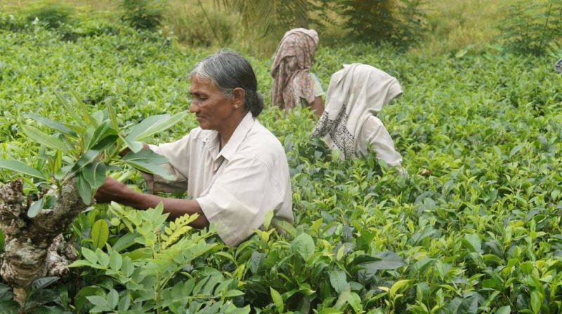 Sri Lankan women harvesting tea fields