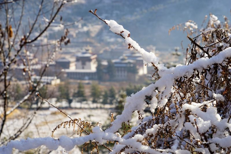 Snow on tree with Tashichho Dzong in background, Bhutan