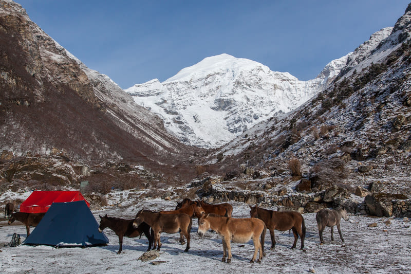 Snow-covered Jomolhari mountain viewed from the Jangothang Base Camp in early morning. Jigme Dorji National Park, Paro District, Bhutan.