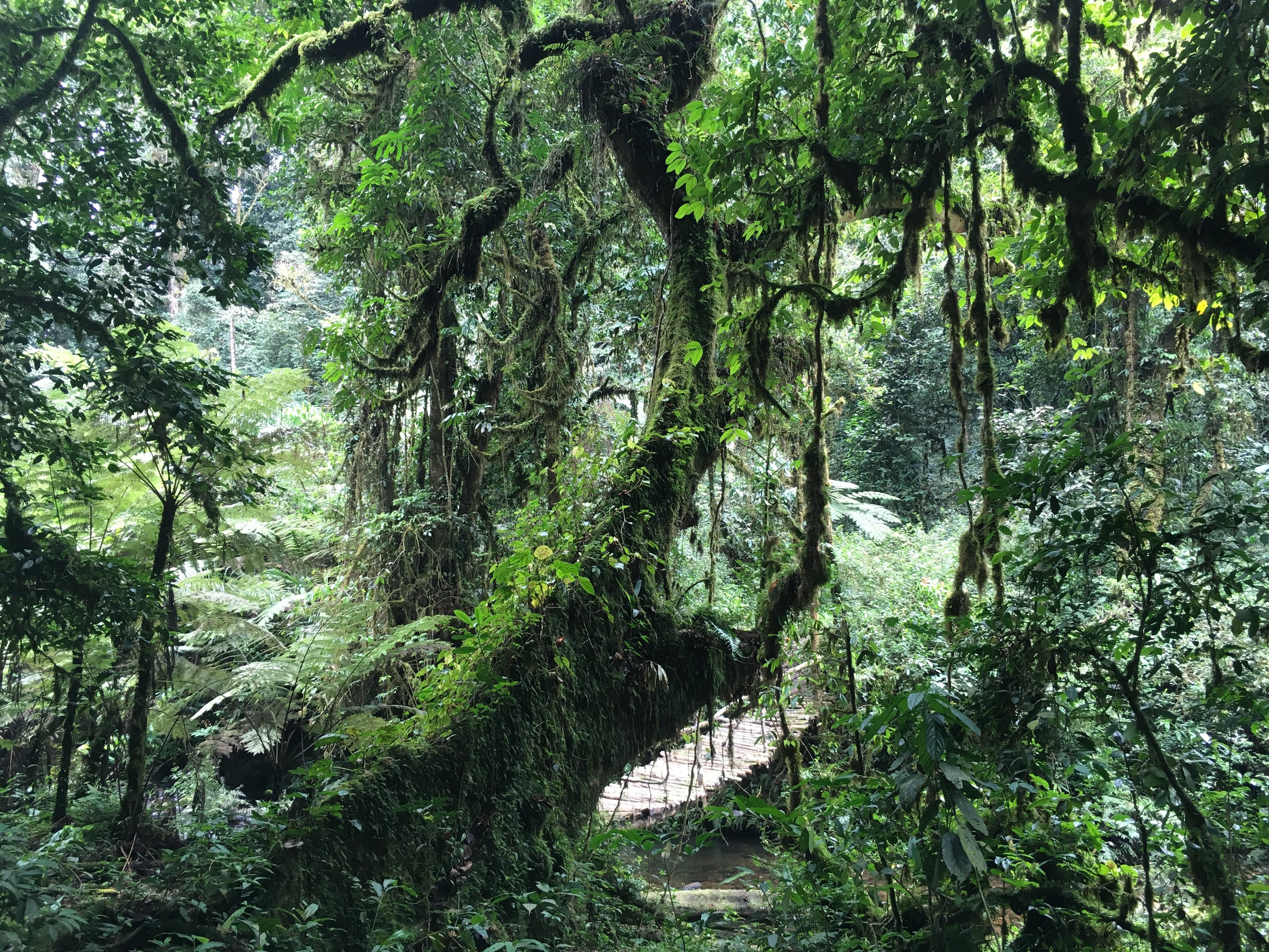 Bwindi Impenetrable Forest