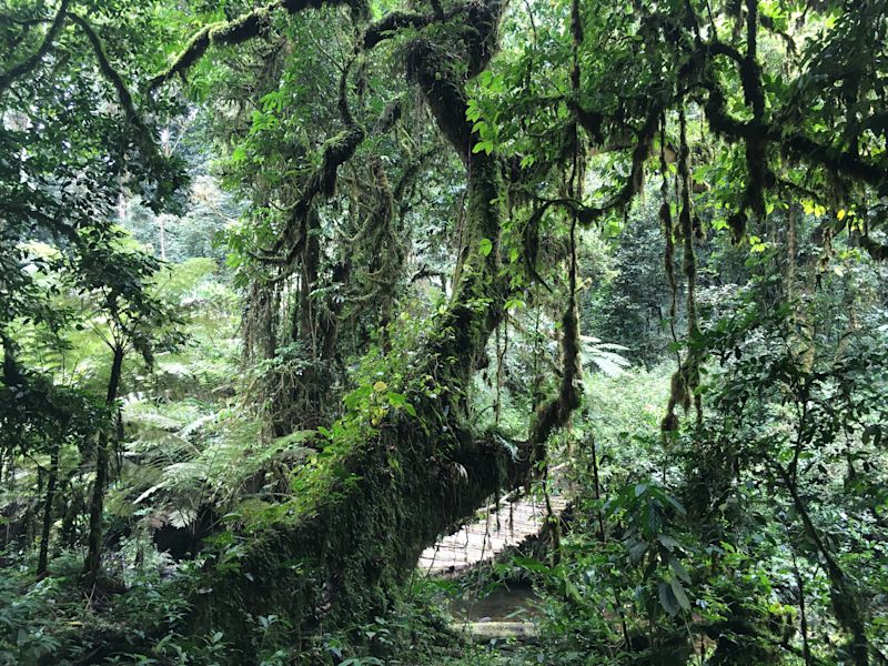 Bwindi Impenetrable Forest