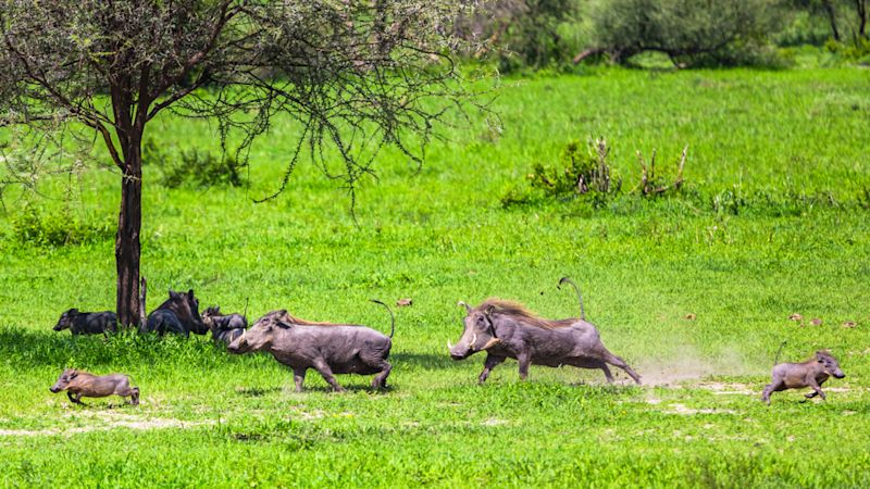 Warthogs in Tarangire National Park, Tanzania.