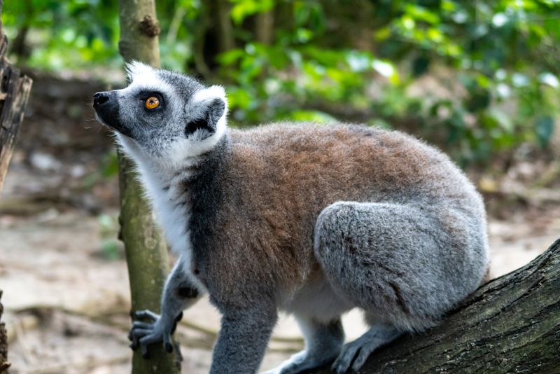 Lemur on a branch at Cheetah-s Rock reserve in Zanzibar, Tanzania