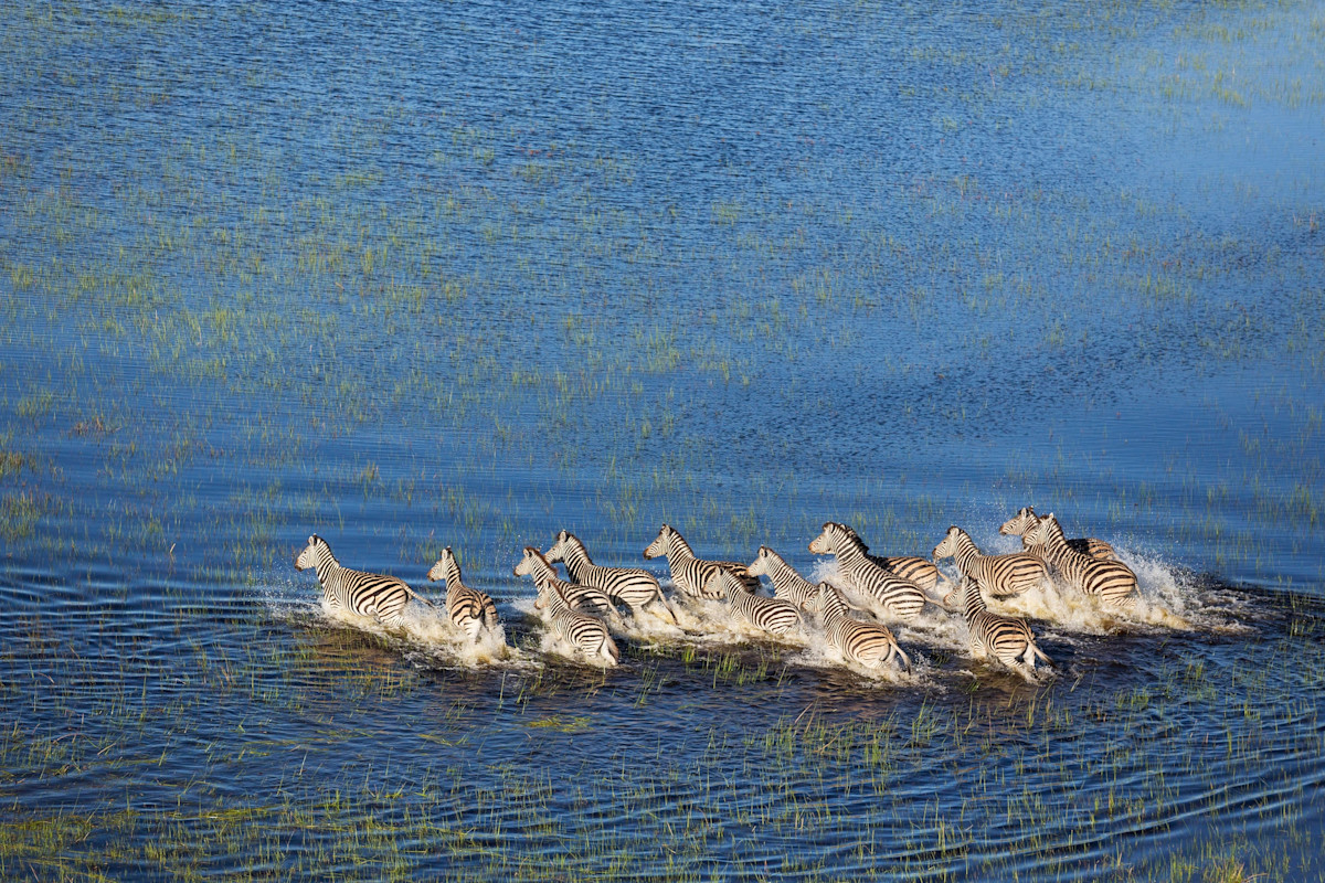 The world's most mesmerising animal migrations and where to see them