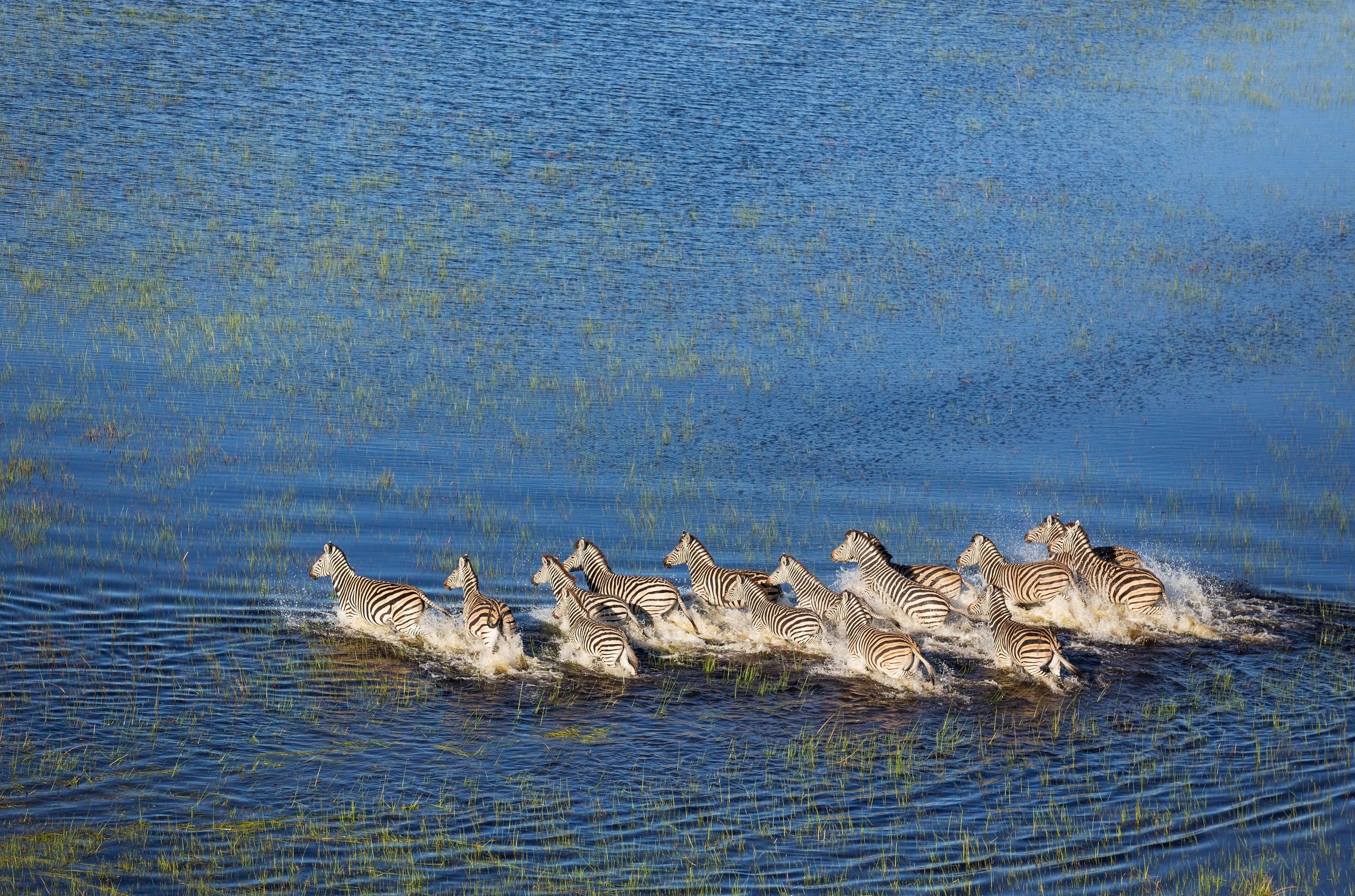 Burchell's zebras crossing a freshwater marsh in the Okavango Delta, Moremi Game Reserve, Botswana