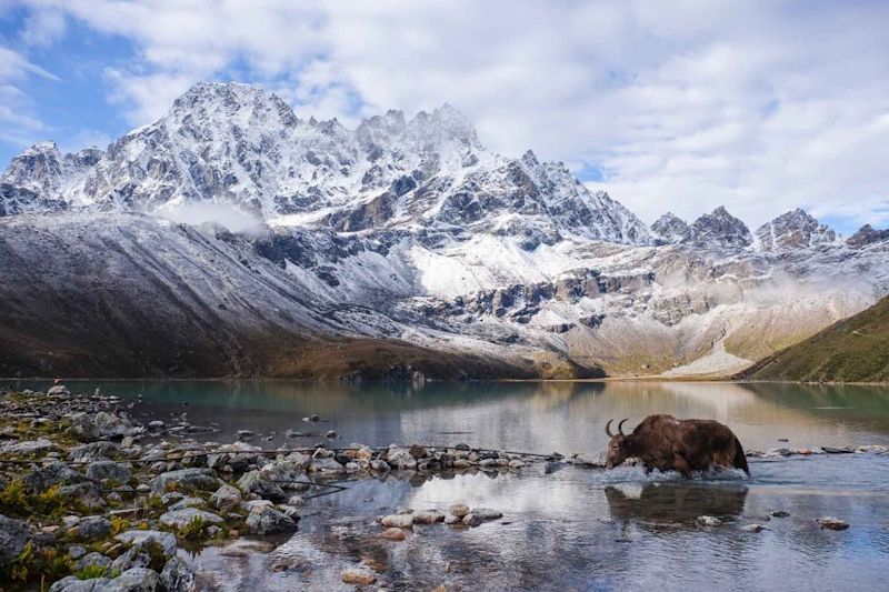 Yak in Gokyo Lake