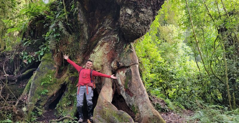 Lemosho route Kilimanjaro man large tree rainforest