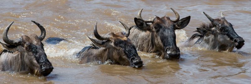 Ours. Wildebeests are crossing Mara river. Great Migration. Kenya. Tanzania. Maasai Mara National Park, Kenya safari