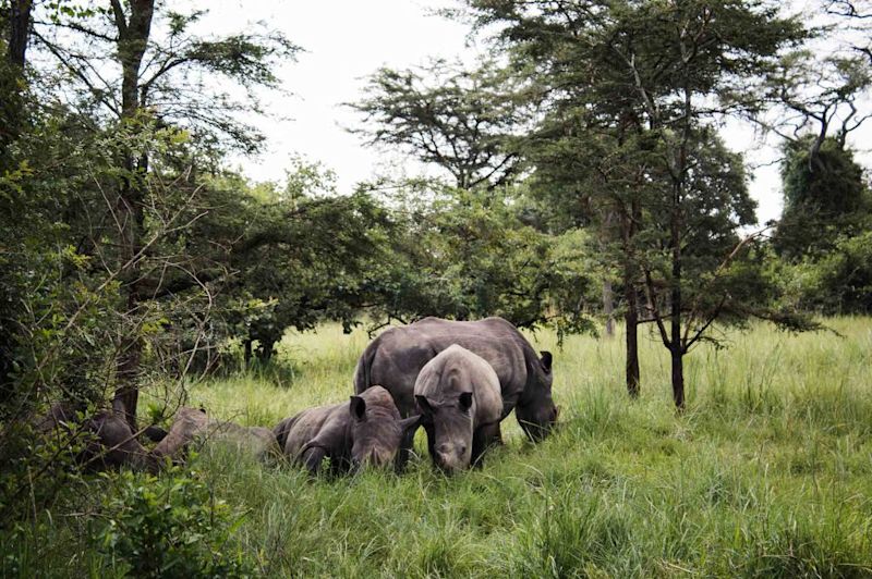 White Rhino in Ziwa Rhino Sanctuary Uganda