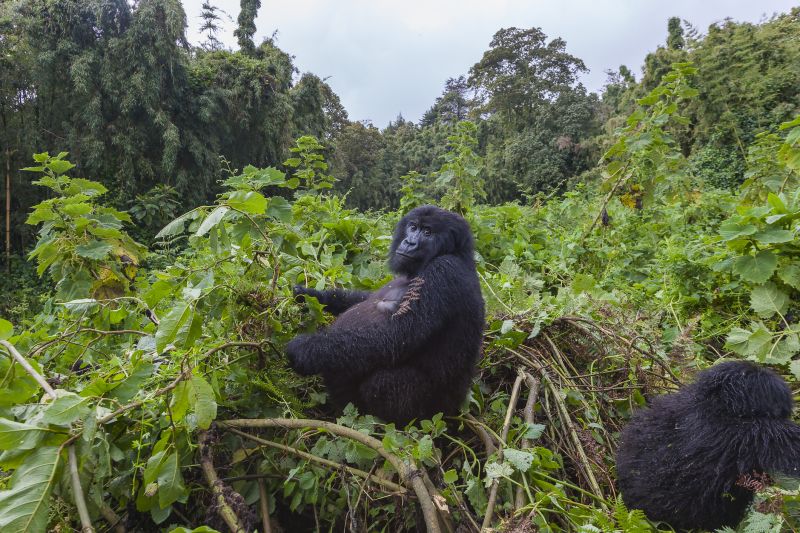 Pregnant mountain gorilla mother seated in opening of forest in Volcanoes National Park, Virunga Mountains, Rwanda
