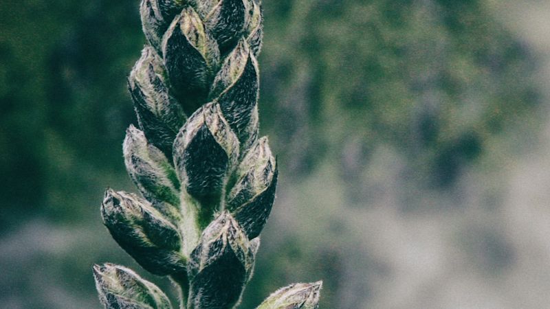 Close up of pita flowers on Inca Trail with mist in background