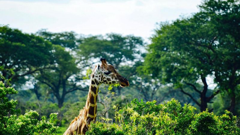 Rothschild's giraffe among very green trees in Murchison Falls National Park