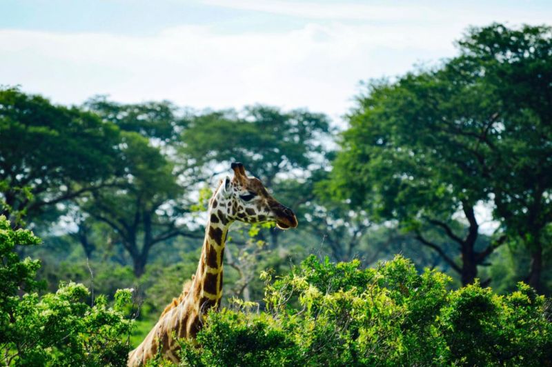 Rothschild's giraffe among very green trees in Murchison Falls National Park