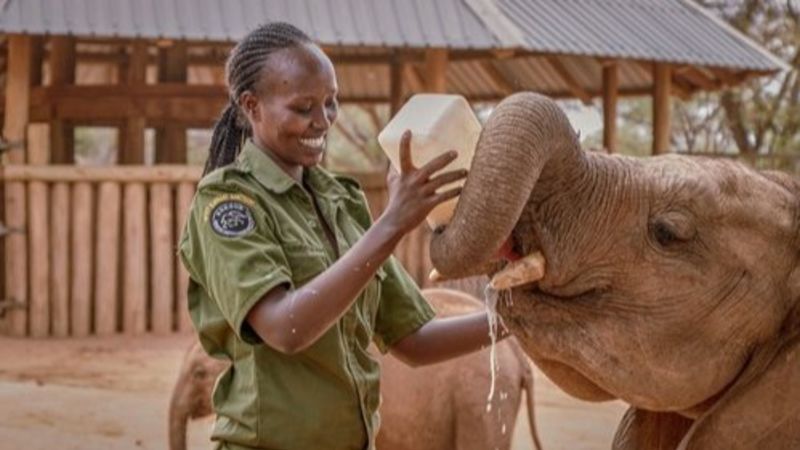 Dorothy+Lowuekuduk elephant